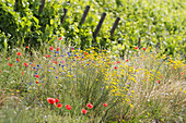 Fowers at vineyard. Franconia. Bavaria. Germany