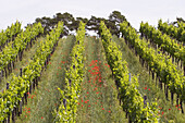 Poppies at vineyard. Franconia. Bavaria. Germany