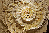 Snake-stone ammonit Euvirgalithacoceras supremum, fossil in Museum Solnhofen, Franconia, Germany