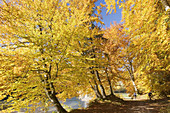 Autumnal forest path, beeches, Isar river near Munich, Bavaria, Germany