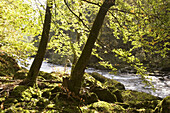 Ilz river. Bavarian Forest. Germany