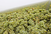 Grape harvest at vineyard. Frickenhausen. Franconia. Bavaria. Germany