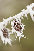 Hoarfrost on leaves