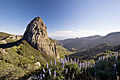 Roque de Agando in Garajonay National Park. Echium acanthocarpum. La Gomera. Canary Islands. Spain.