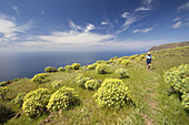 Tabaiba (Euphorbia berthelotii). Las Pilas. La Gomera. Canary Islands. Spain.