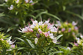 Echium bonnetii. La Gomera. Canary Islands. Spain.