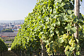 Würzburg vineyard Stein monastery Haug. Franconia Germany