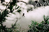 Spider-web in the morning, pines, raised bog