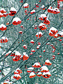 Rowan (Sorbus aucuparia) after snowfall. Matsalu Nature Reserve. Estonia