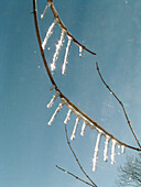 Icicles