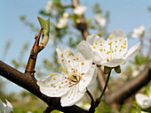 Blooming apple-tree
