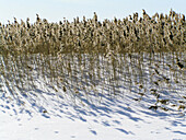 Grass and snow at Puhtu-Laelatu-Nehatu reserve, Matsalu National Park. West Estonia