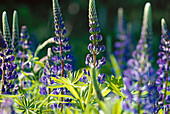 Lupines (Lupinus sp.). North-Rhine Westfalia. Germany