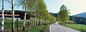 Road with Birches (Betula sp.) in spring. Bavaria. Germany