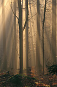 Foggy Bavarian forest, late autumn. Beeches (Fagus sylvatica) and Spruces (Picea abies)