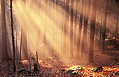 Foggy Bavarian forest, late autumn. Beeches (Fagus sylvatica) and Spruces (Picea abies)