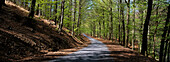 Beech forest, road, springtime. Ardennes. Belgium