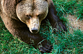 Brown Bear (Ursus arctos). National-Park Bavarian Forest. Bavaria. Germany