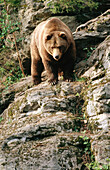 Brown Bear (Ursus arctos). Bavaria. Germany