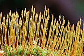 Gnat sitting on moss. Bavarian Forest National Park. Germany