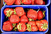 Strawberries at market