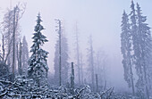 Spruces dying from Bark Beetle (fam. Scolytidae) attack. Lusen Mountain. Bayerischer Wald Nationalpark. Germany