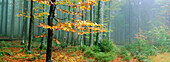Forest with beeches (Fagus sylvatica). Bayerischer Wald Nationalpark. Bavaria. Germany