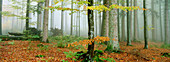 Forest with beeches (Fagus sylvatica) and spruces (Picea abies). Bayerischer Wald Nationalpark. Bavaria. Germany