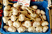 Garlic at Viktualienmarkt. Munich, Germany