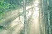 Sun breaking through mist, spruce forest. Bavarian forest, Bavaria. Germany