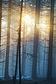 Evening sun breaking through mist. Bavarian forest, Germany