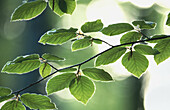 Beech leaves (Fagus sylvatica). Bavaria, Germany