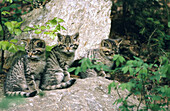 Young wildcats (Felis silvestris) in captivity. Bavarian Forest. Bavaria, Germany