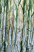 Common reed (Phragmites australis) in the water. Chiemsee. Chiemgau. Bavaria. Germany
