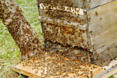 Beehive with a swarm of bees (Apis mellifera)