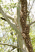 Swarming bees (Apis mellifera) have assembled themselves around a flowering apple tree. Upper Palatinate. Bavaria. Germany