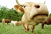 Cows on a meadow. Lohberg. Upper Palatinate. Bavaria. Germany