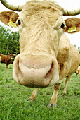 Cows on a meadow. Lohberg. Upper Palatinate. Bavaria. Germany