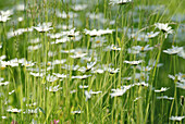 Withe ox-eye (Leucanthemum vulgare) Bavaria. Germany.