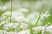 Chaerophyllum hirsutum. Bavarian Forest National Park. Bavaria. Germany