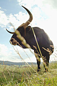 Bull, landscape near Kötzting. Upper Palatinate. Bavaria. Germany