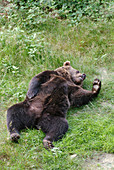 Old brown bear (Ursus arctos) relaxing on a meadow. Captive. Bavarian Forest National Park. Bavaria. Germany