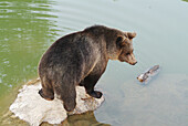 Young brown bear in a pond (Ursus arctos)