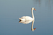 Swan (Cygnus olor). Bavaria. Germany