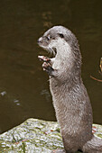 Otter (Lutra lutra). Bavaria, Germany