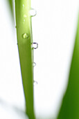 Dew drops on grasses