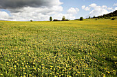 meadow with dandelions (Taraxacum officinale), Arrach, Bavarian Forest / Bayerischer Wald, Upper Palatinate / Oberpfalz, Bavaria / Bayern, Germany