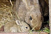 female rabbit with young in a stall, Bavaria / Bayern, Germany