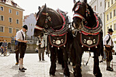 heavy horses drawing a beer coach, traditional procession, Regensburg / Ratisbone, Upper Palatinate / Oberpfalz, Bavaria, Germany