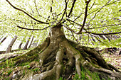 old beech tree (Fagus sylvatica) in a mountain forest, Aschau im Chiemgau, Priental, Chiemgau, Alps, Upper Bavaria, Oberbayern, Germany